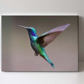 Kolibřík fotoobraz