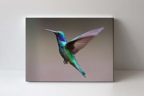 Kolibřík fotoobraz