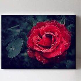 fotoobraz růže