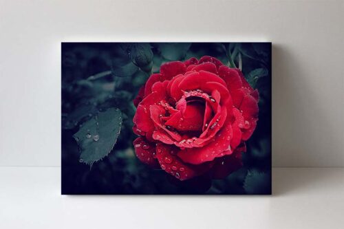 fotoobraz růže